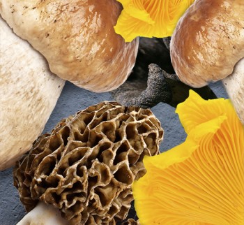 Bois_Barquettes_Escapade-Gourmande2