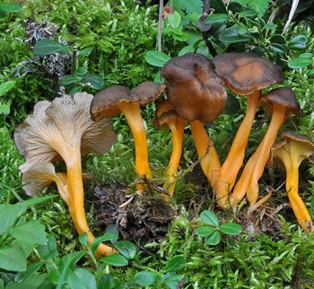 Chanterelles-Jaunes1