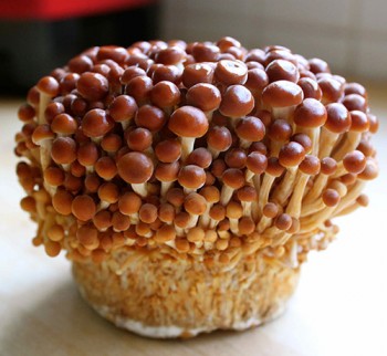 Enoki-brun