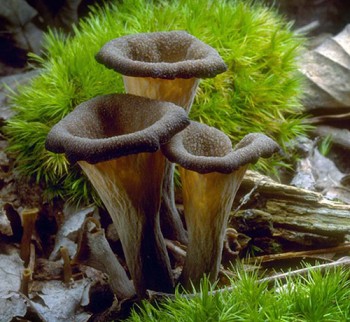 Trompettes1