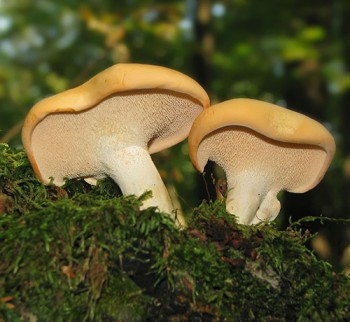 pied-de-mouton