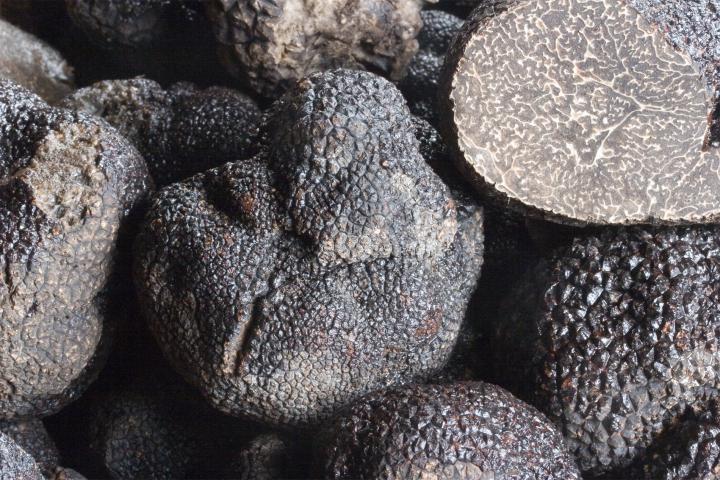 Truffes noires - du Périgord / Tuber Melanosporum - Paris Saveurs - le  spécialiste du champignon frais et cultivé à Rungis